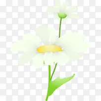 摄影风景白色花朵效果