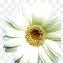古风白色花朵装饰