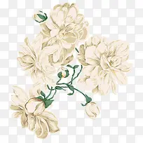 绿叶白色花朵手绘