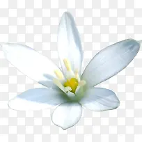 白色花朵花瓣素材