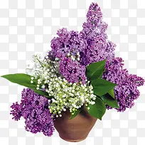 唯美紫色白色花朵