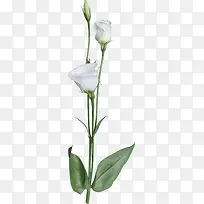 白色花瓣