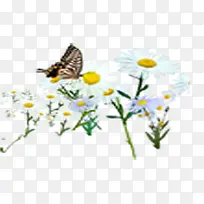 白色蝴蝶花朵春日