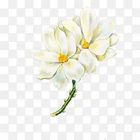 白色高清手绘花朵