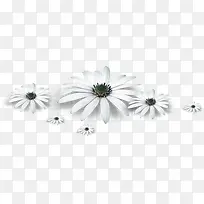 白色植物花朵