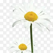 白色卡通花朵装饰设计