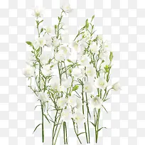 一片白色花朵装饰