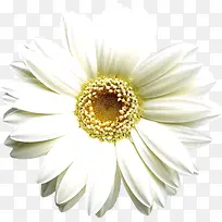 白色分层盛开花朵