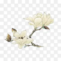 手绘白色花朵复古树枝