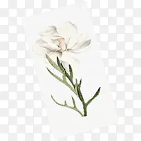 白色清新水彩花朵