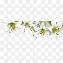 春天白色缤纷花朵