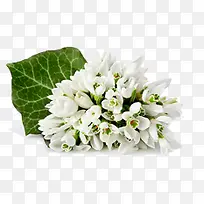 白色纯洁花朵设计