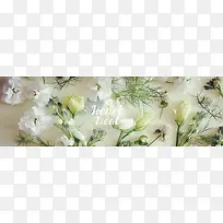 花朵白色布景淡绿色花蕊