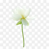 白色花朵牡丹花