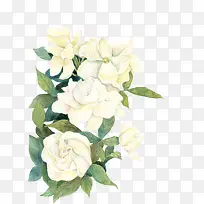 白色花朵手绘牡丹花