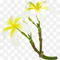 白色花朵宝贝背景