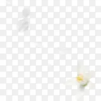 白色花瓣花朵植物花朵