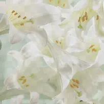 白色花朵高清淘宝