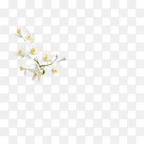 白色花朵 png素材
