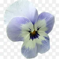 白色兰花花朵图片