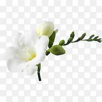 高清摄影白色花朵高清