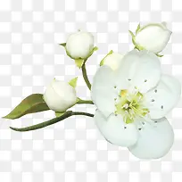 白色花朵花苞高清花朵
