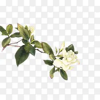 绿色树叶白色花朵