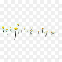 白色户外雏菊花朵