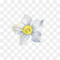唯美清新森系白色水彩花朵