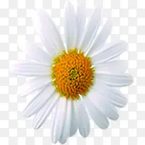 白色精美花朵植物