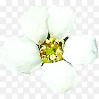 春天白色花朵花蕊