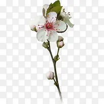 白色花苞花朵装饰
