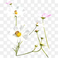 白色花朵唯美春天风景