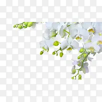 白色花朵上边框装饰图片