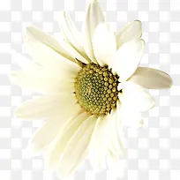 白色唯美淡雅花朵植物