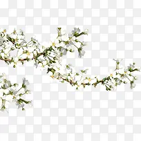 白色清新树枝花朵