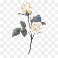 彩绘白色玫瑰花花朵