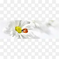 高清白色花朵昆虫海报