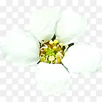 白色梦幻花朵春天