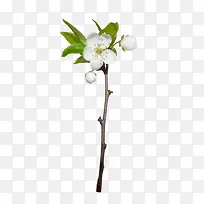 白色花朵树枝植物素材