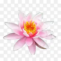 花朵白色花朵手绘白花