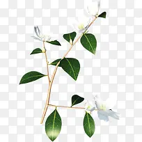 白色花朵唯美植物