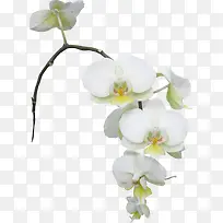 白色花朵花枝