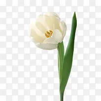 白色盛开花朵花蕊