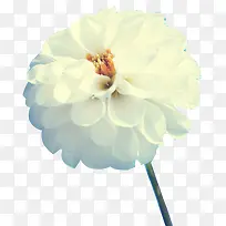 白色花朵花蕊