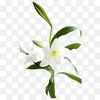 绿色枝干 白色花朵png素材