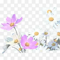 白色紫色菊花花朵