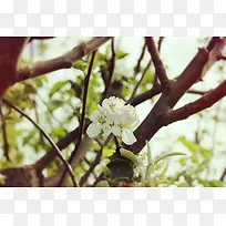 自然花朵白色花蕊