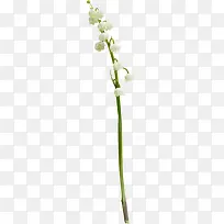 白色小花朵绿色树枝