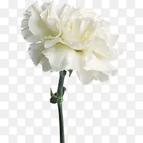 白色圣洁花朵装饰